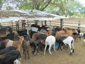 cortesia agrosavia Rebaño ovino en Natagaima